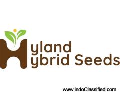 Vegetable seeds online | Hyland Hybrid Seeds