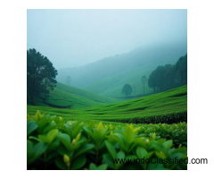 Best Kerala Honeymoon Packages | Kerala Holiday Plans