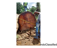 wood available in Cameroon