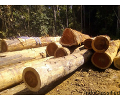 wood available in Cameroon