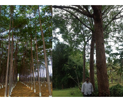 Farmland for sale near Hyderabad with Free Resort Membership